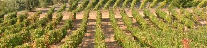 Port vineyards